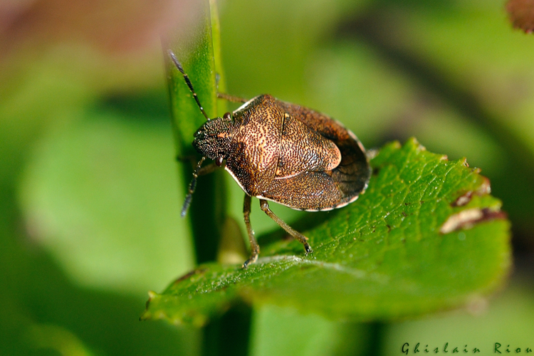 Rubiconia intermedia, Lajo 48 &copy; Ghislain Riou