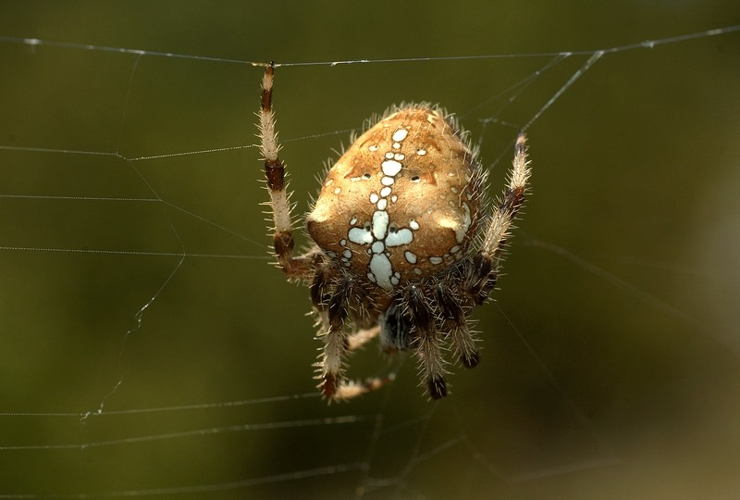 Araneus pallidus (femelle) - (Millau - 12) &copy; David Demergès