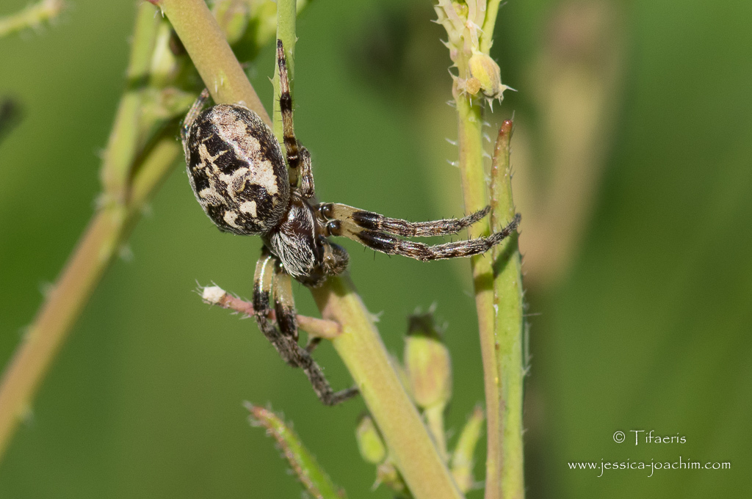 Épeire des roseaux - Larinioides cornutus - (Mazères - Ariège) &copy; Jessica Joachim