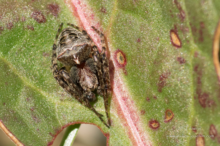Épeire à bosses - Gibbaranea bituberculata (Mazères - 09) &copy; Jessica Joachim