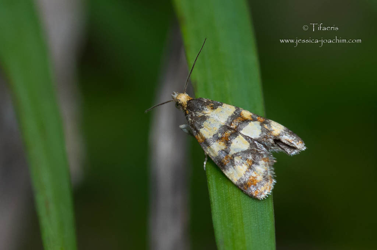 Aethes tesserana (Mazères - 09) &copy; Jessica Joachim