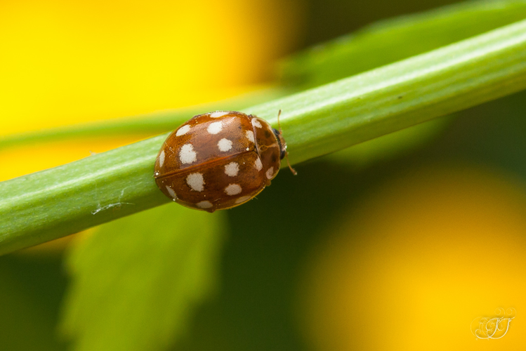 Coccinelle à 14 points (Calvia quatuordecimguttata) &copy; Jessica Joachim