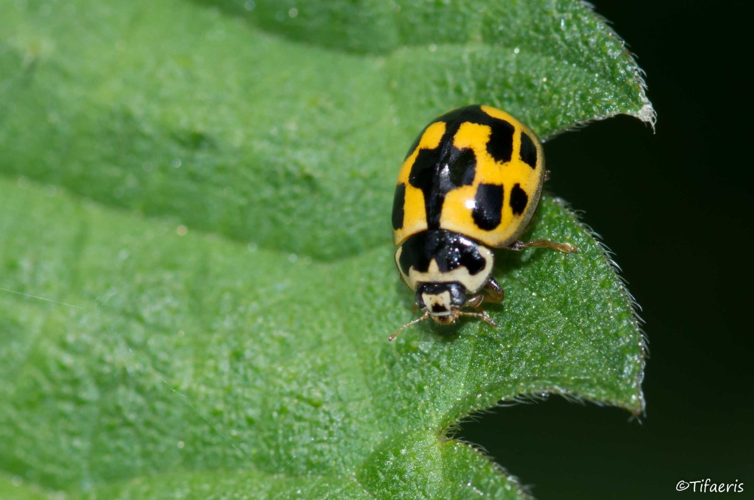 Coccinelle à damier (Propylea quatuordecimpunctata) &copy; Jessica Joachim
