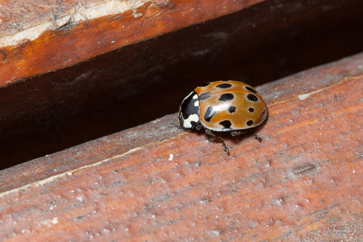 Coccinelle à ocelles (Anatis ocellata) &copy; Jessica Joachim
