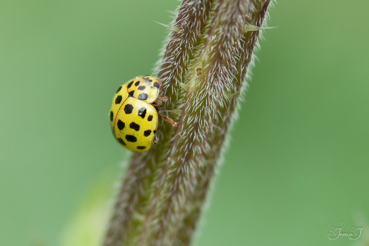 Coccinelle à 22 points (Psyllobora vigintiduopunctata) &copy; Jessica Joachim
