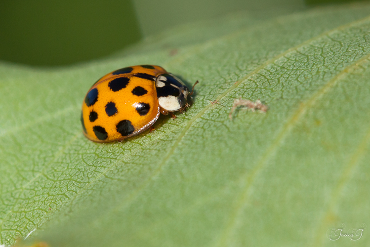 Coccinelle asiatique - Harmonia axyridis &copy; Jessica Joachim