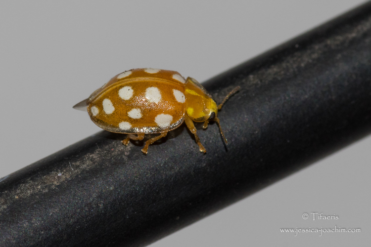 Coccinelle à 16 macules (Halyzia sedecimguttata) &copy; Jessica Joachim