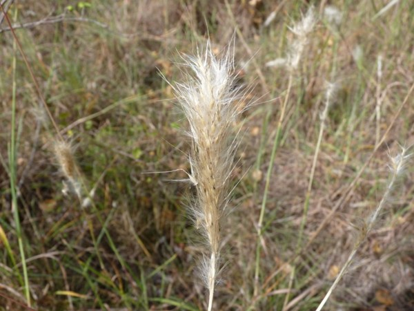 Bothriochloa barbinodis - Barbon andropogon (Merville - 31) &copy; Mathieu Menand