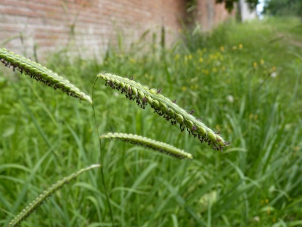 Paspalum dilatatum - Paspale dilaté (Villemur-sur-Tarn - 31) &copy; Mathieu Menand