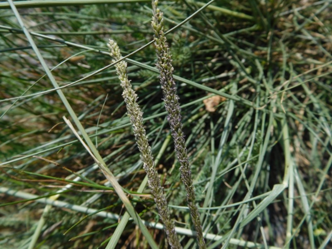 Sporobolus indicus - Sporobole d'Inde (Cazarilh-Laspènes - 31) &copy; Mathieu Menand