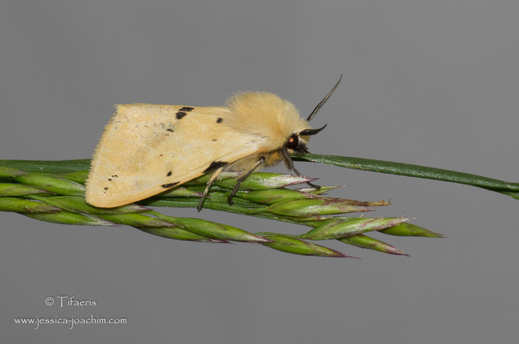 Écaille lièvre -Spilosoma lutea (Mazères - 09) &copy; Jessica Joachim