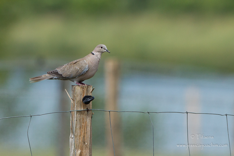 Tourterelle turque - Streptopelia decaocto (Mazères - 09) &copy; Jessica Joachim