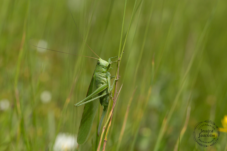 Grande Sauterelle verte - Tettigonia viridissima (Gardouch - 31) &copy; Jessica Joachim