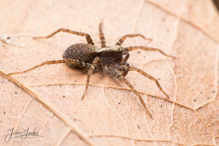 Pardosa &copy; Jessica Joachim