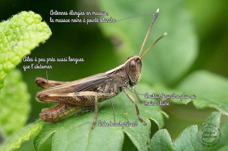 Gomphocère roux - Gomphocerippus rufus (Travanet - 81) &copy; Jessica Joachim