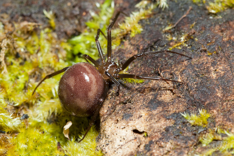 Theridiidae - Steatoda grossa &copy; Jessica Joachim