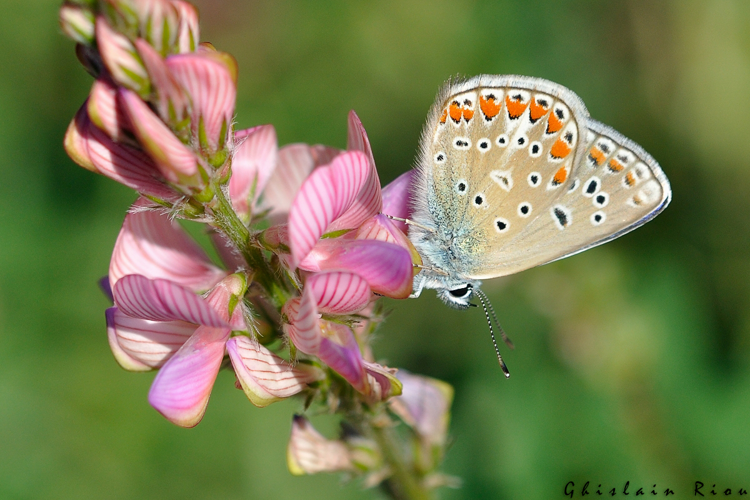 Polyommatus thersites, Blandas 30 &copy; Ghislain Riou