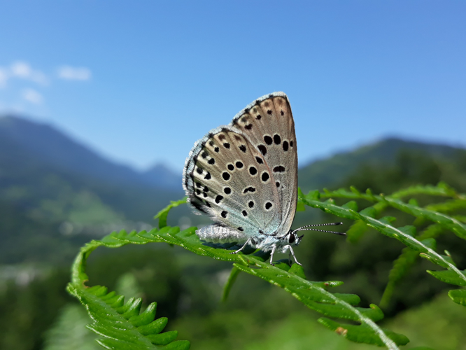 Azuré du Serpolet (Phengaris arion), Ouzous (65), 19 juillet 2018 &copy; Jean-Michel Catil