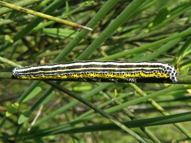 Spectre (Apopetes spectrum), Simorre (32), 22 mai 2018 &copy; Jean-Michel Catil