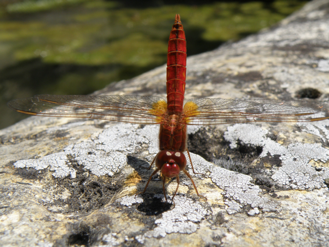 Crocothémis écarlate (Crocothemis erythraea), Monfort (32), 18 juin 2009 &copy; Jean-Michel Catil