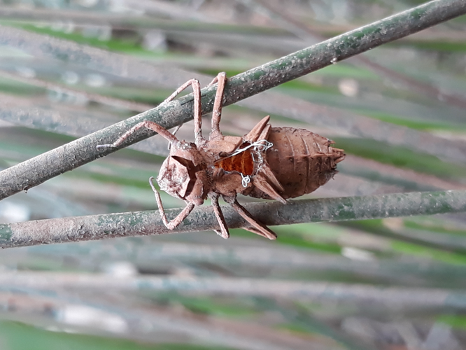 Cordulie à taches jaunes (Somatochlora flavomaculata), Cazaubon (32), 28 juin 2018 &copy; Jean-Michel Catil