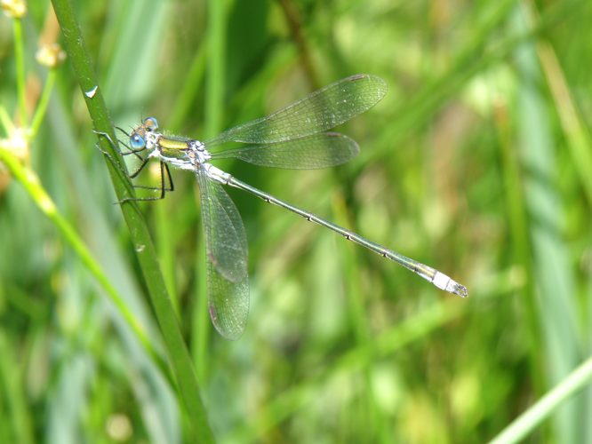 Leste fiancé (Lestes sponsa), Cazaubon (32), 19 juin 2011 &copy; Jean-Michel Catil