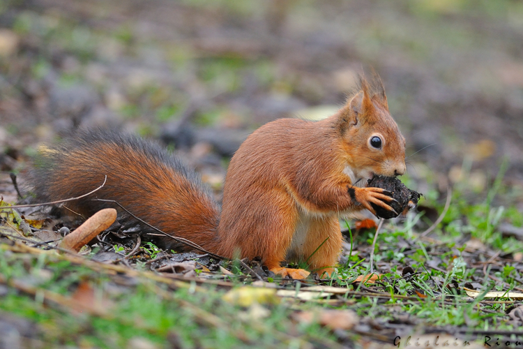 Écureuil roux, Toulouse 31 &copy; Ghislain Riou