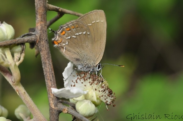 Satyrium ilicis, Pavie 32 &copy; Ghislain Riou