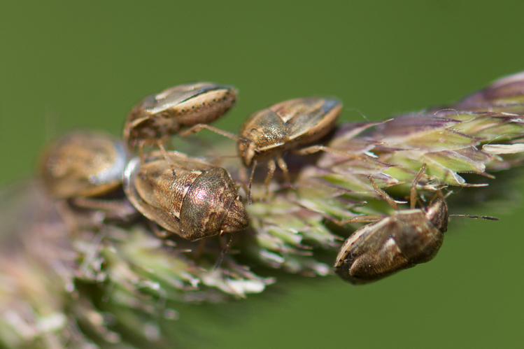 Neottiglossa leporina &copy; Romain Baghi
