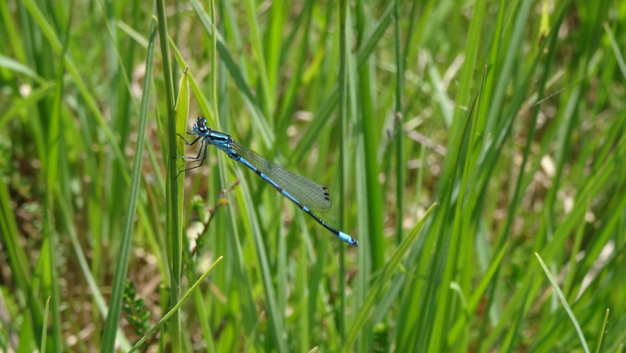 Agrion joli (Coenagrion pulchellum) ♂, Lourdes (65), 08 juin 2016 &copy; Baptiste Charlot