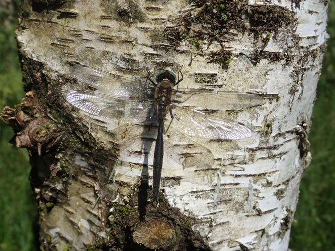 Cordulie arctique (Somatochora arctica) ♂, Sousceyrac-en-Quercy (46), 19 juin 2018 &copy; Baptiste Charlot