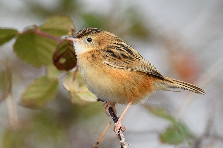 Cisticole des joncs, Mazères 09 &copy; Jean-Marc L'Hermite