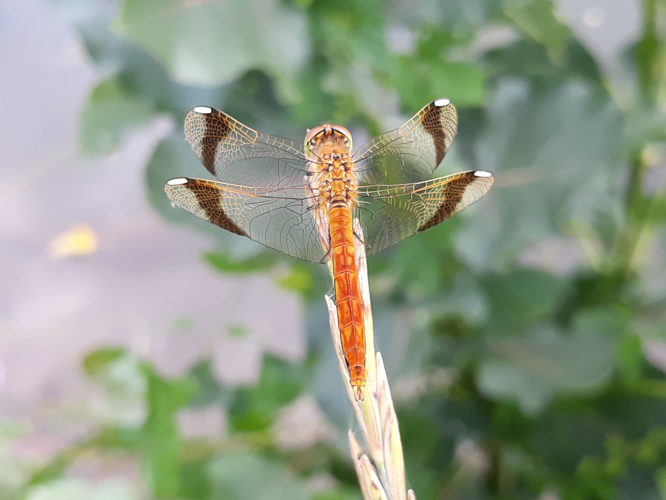 Sympétrum du Piémont (Sympetrum pedemontanum) ♂, Montlaur (12), 29 juillet 2018 &copy; Jean-Michel Catil