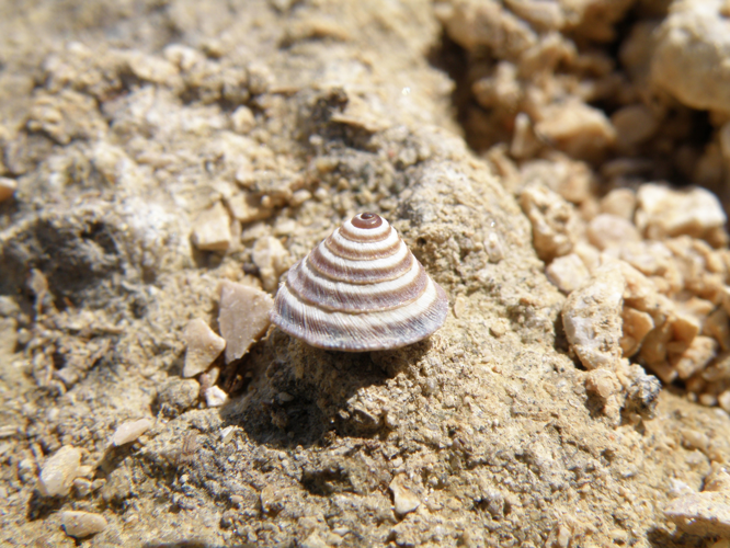 Troque élégante (Trochoidea elegans), Auch (32), 21 mars 2016 &copy; Jean-Michel Catil