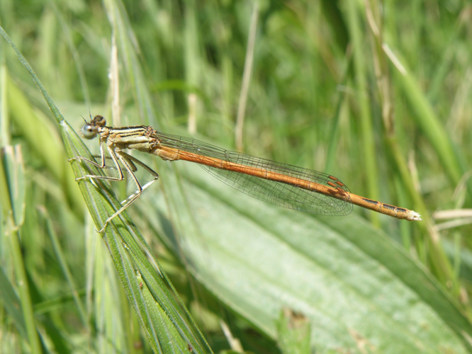 Agrion orangé (Platycnemis acutipennis) ♂, Jû-Belloc (32), 18 mai 2015 &copy; Jean-Michel Catil