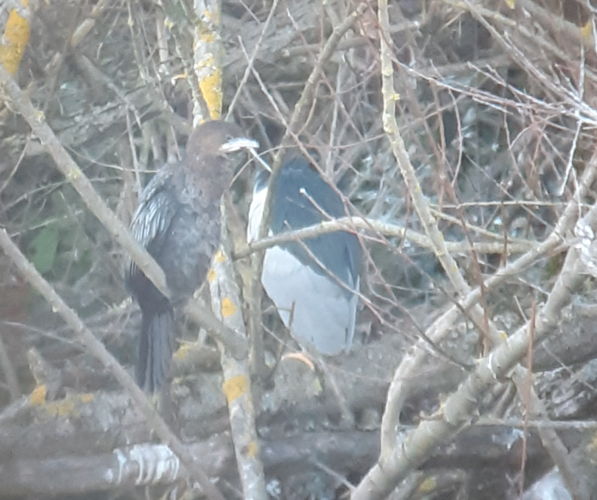 Cormoran pygmée, Carbonne 31 &copy; Ghislain Riou