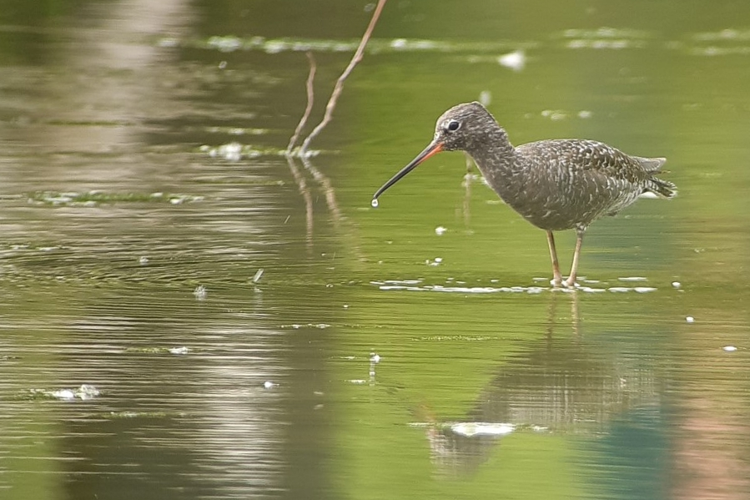 Chevalier arlequin, Ste-Foy-d'Aigrefeuille 31 &copy; Ghislain Riou