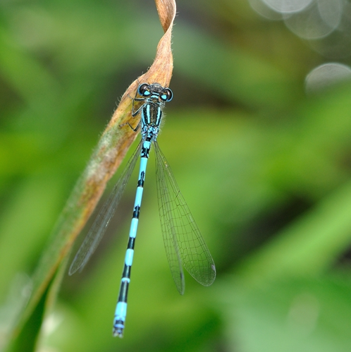 Coenagrion mercuriale, St-Plancard 31 &copy; Ghislain Riou