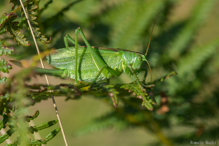 Tettigonia cantans &copy; Romain baghi