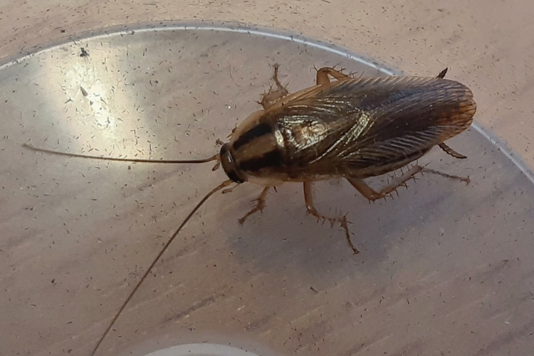 Blatte germanique - Blattella germanica, Toulouse 31 &copy; Ghislain Riou