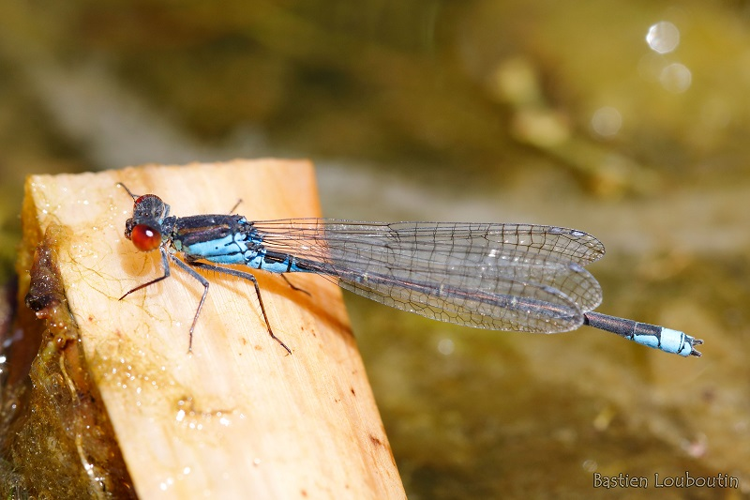 Erythromma viridulum, Sainte-Léocadie (66) &copy; Bastien Louboutin