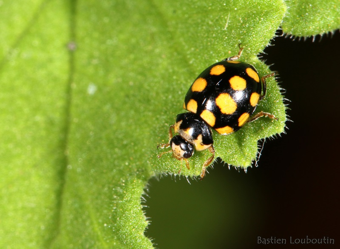 Coccinella quatuordecimpustulata - Génolhac (30) &copy; Bastien Louboutin