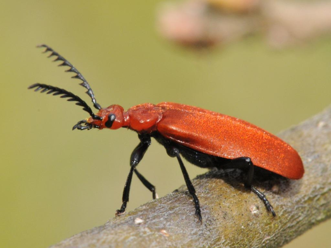 Pyrochroa serraticornis, avril 2009, Haute-Garonne 31 &copy; Jean-Marc L'Hermite