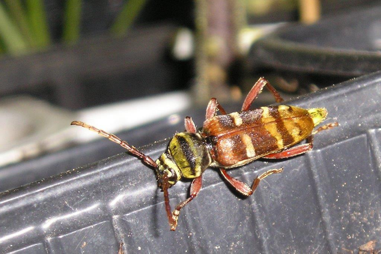 Plagionotus detritus, 2010, Auzeville 31 &copy; Jean-Marc L'Hermite