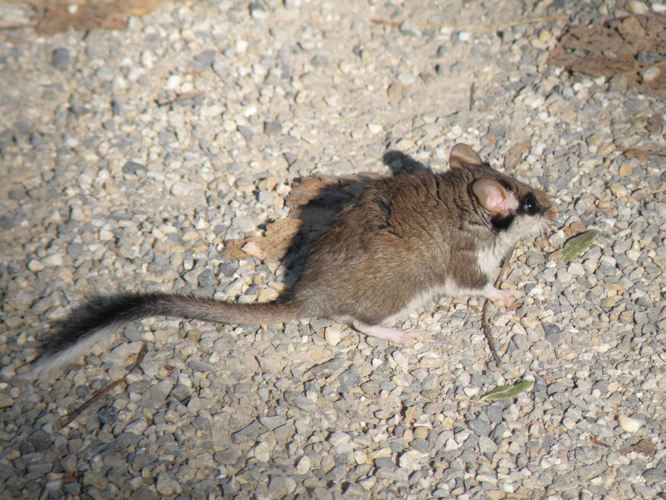 Lérot (Eliomys quercinus), Saint-Antonin (32), 23 octobre 2014 &copy; Jean-Michel Catil
