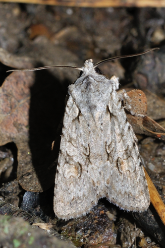 Lithophane ornitopus, Rebigue 31 &copy; Ghislain Riou