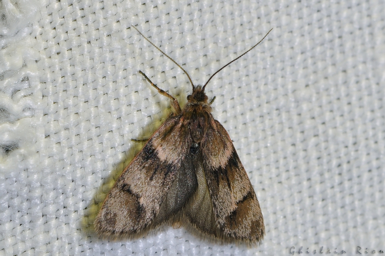 Dasystoma salicella, Rebigue 31 &copy; Ghislain Riou