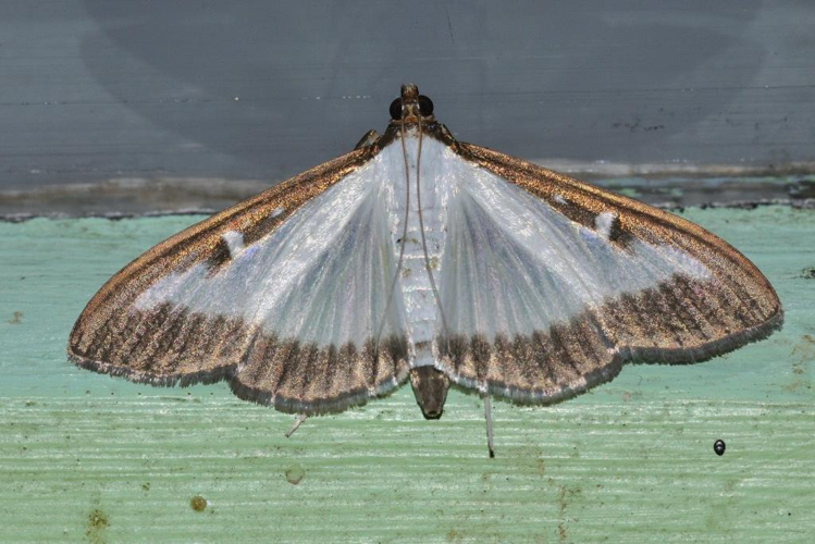 Cydalima perspectalis, 31 &copy; Jean-Marc L'Hermite