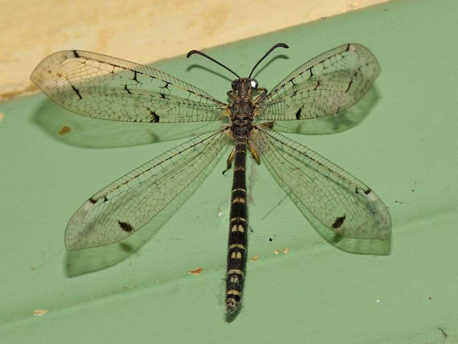 Distoleon tetragrammicus, 31 &copy; Jean-Marc L'Hermite