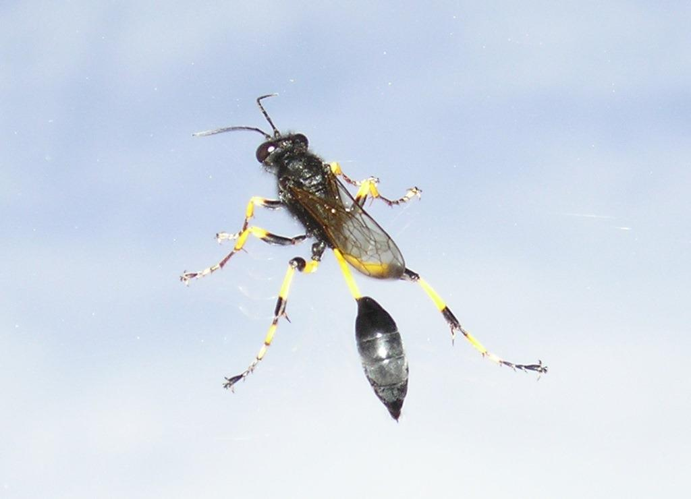 Sceliphron spirifex, 31 &copy; Jean-Marc L'Hermite